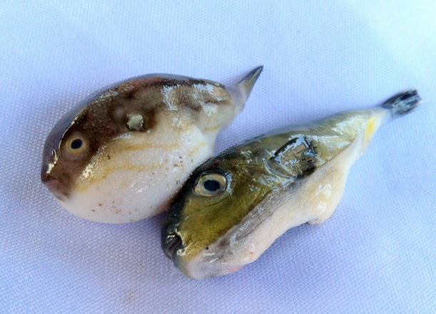 Cadiz City’s first Buriring (Puffer fish) Festival! – The Bacolod Food ...