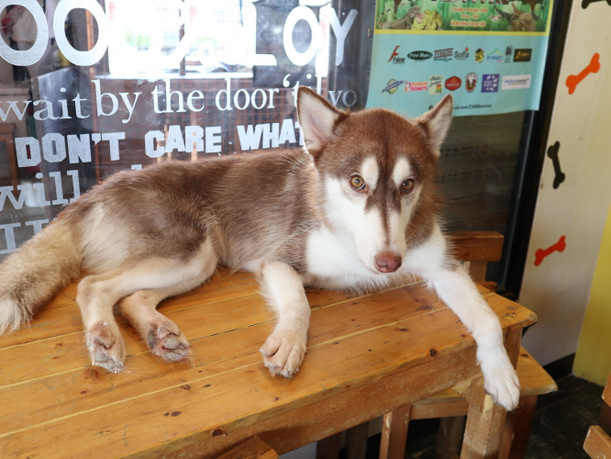 20180920013907_IMG_0283-001