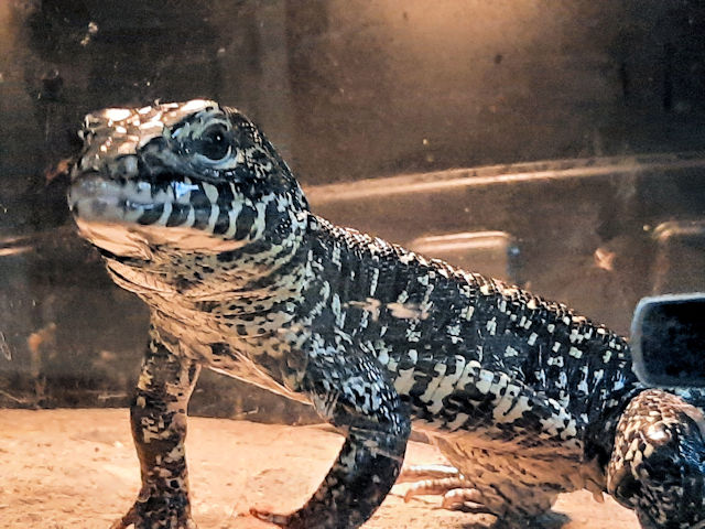 I walk the dinosaur.